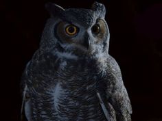 an owl with orange eyes standing in the dark