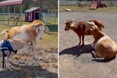 two goats sitting on the ground next to each other in front of a fenced area