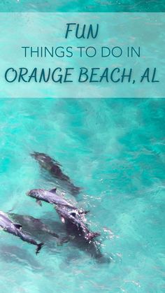 dolphins swimming in the ocean with text overlay that reads fun things to do in orange beach, al