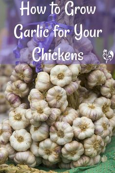 garlic for your chickens with the title how to grow garlic for your chickens on it