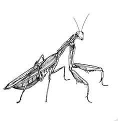 a drawing of a praying mantissa