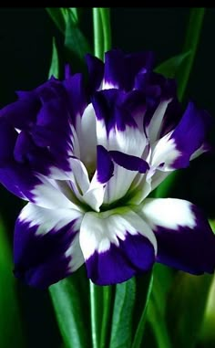 a purple and white flower with green stems