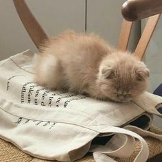 a small kitten is sleeping on top of a bag that has been placed on a chair