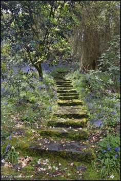 mossy steps lead up into the woods