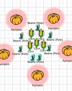 pumpkins and corn on the cob are shown in this graphic style, with different colors