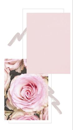 a pink rose is in the middle of two photos, one with a white background