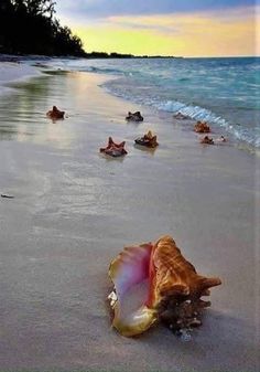 several seashells on the beach at sunset