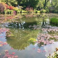 a pond with lily pads and trees in the background