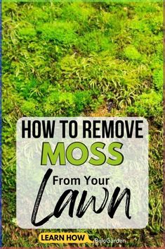 moss growing on the ground with text overlay how to remove moss from your lawn