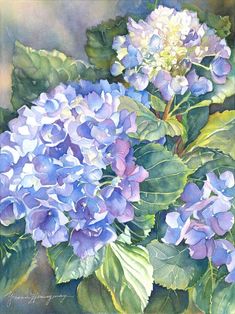 watercolor painting of blue and white hydrangeas with green leaves on the bottom