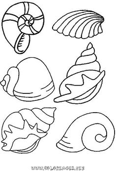 an image of seashells coloring page