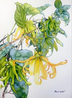 a watercolor painting of green and yellow flowers on a white background with the leaves still attached