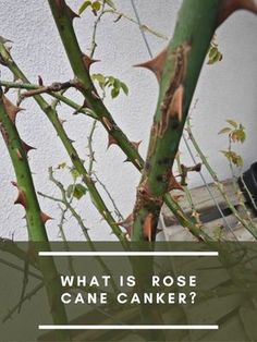 what is rose cane canker?