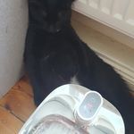 a black cat laying on the floor next to a water dispenser in front of a radiator