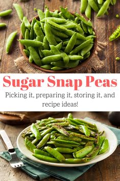 sugar snap peas in a bowl and on a plate with the words sugar snap peas picking it, preparing it, storing it, and recipe ideas