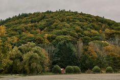 a large hill covered in trees next to a forest filled with green and yellow leaves