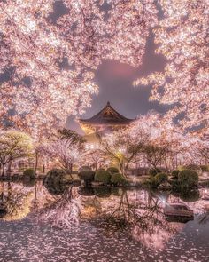 an image of cherry blossom trees in the night sky with reflection on water and building