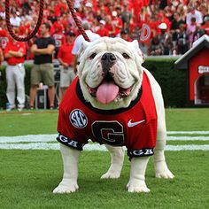 a dog wearing a shirt with the words it's saturday go dawgs