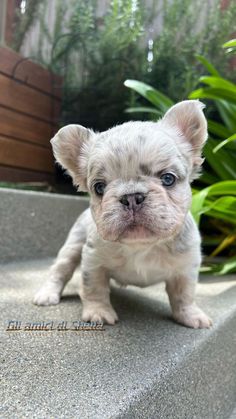 a small white dog sitting on top of a cement step in front of some plants