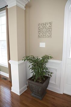 a potted plant sitting on top of a hard wood floor next to a window