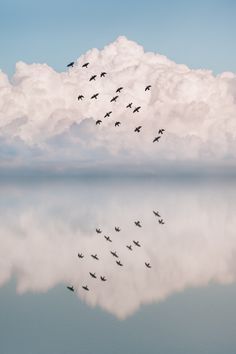 a flock of birds flying in the sky above clouds by jodi lenski for stocks & bond