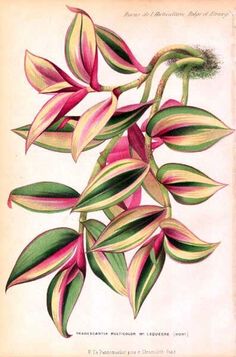 an illustration of pink and green leaves on a branch