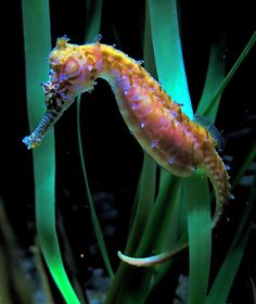 a sea horse swimming in an aquarium with green algae and water droplets on it's back legs