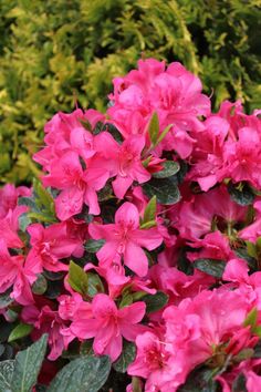 pink flowers are blooming in the garden