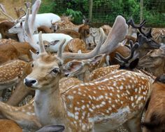 a herd of deer standing next to each other