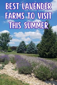 lavender fields with the words best lavender farms to visit this summer