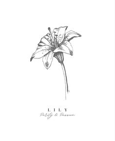 a black and white drawing of a flower on a white background with the words lily written in cursive writing