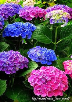 many different colored flowers with green leaves in the foreground and blue, pink, purple, and white flowers on the background