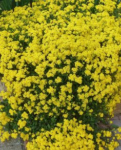 the yellow flowers are blooming in the garden