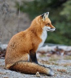 a red fox sitting on top of a snow covered ground