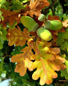 an oak tree with leaves and acorns on it