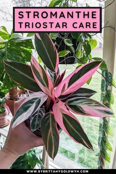 a pink plant with green leaves on it and the words stromanthe triostar care