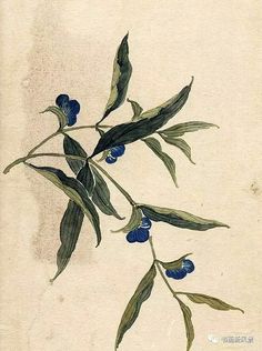 an illustration of blue berries on a tree branch with green leaves and brown ground behind it