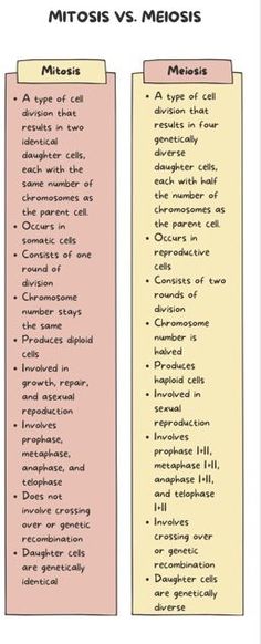 two different types of mitots and meisiss are shown in this graphic diagram