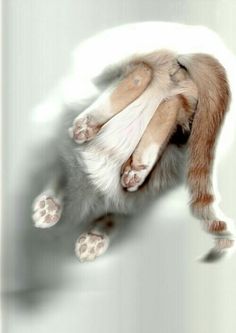 a cat is rolling around on its back with it's paws stretched out to the side