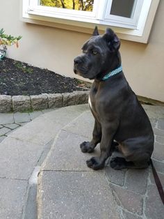 a black dog sitting on top of a stone walkway