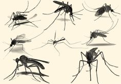 mosquitoes are shown in black and white, all facing different directions to the same direction