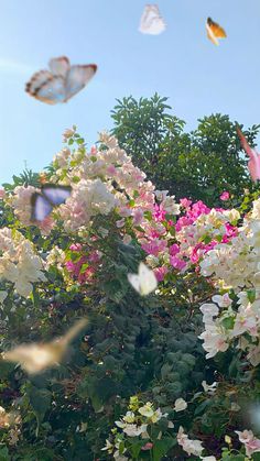 white and pink flowers with butterflies flying in the air above them on a sunny day