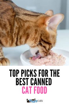 a cat eating out of a white plate with the caption top picks for the best canned cat food