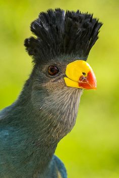 a close up of a bird with a black head and yellow bill on it's face