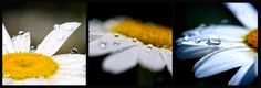 three different pictures of flowers with water droplets on them, one is white and the other is yellow