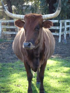 a brown cow standing on top of a lush green field next to a white fence