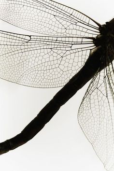 a black and white photo of a dragonfly