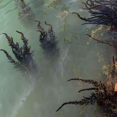 seaweed in the water near some rocks