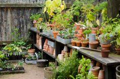 many potted plants are lined up on the shelves