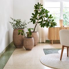 three potted plants are sitting on the floor in front of a table and chairs